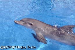 Dolphin in pool